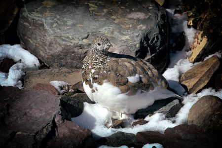 Alpenschneehuhn im Ammergebirge