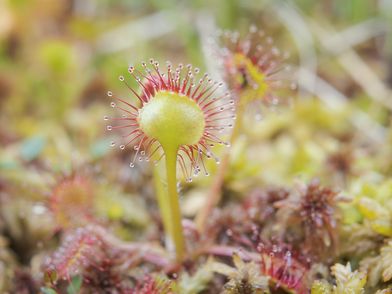 Sonnentau im Naturpark Ammergauer Alpen