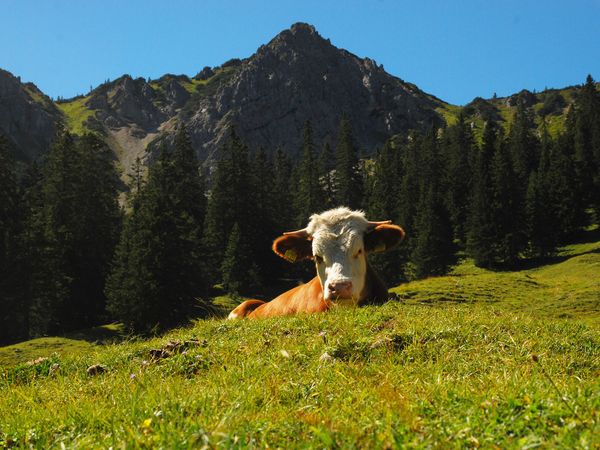 Auf dem Weg zum Kienjoch liegt eine Kuh auf einer Wiese.