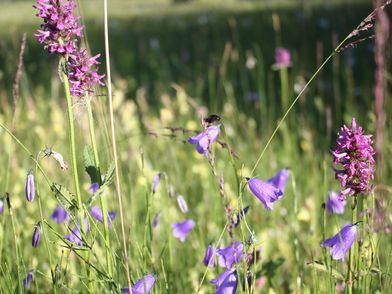 Blühende Sommerwiese im Weidmoos