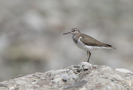 Flussuferläufer an der Ammer