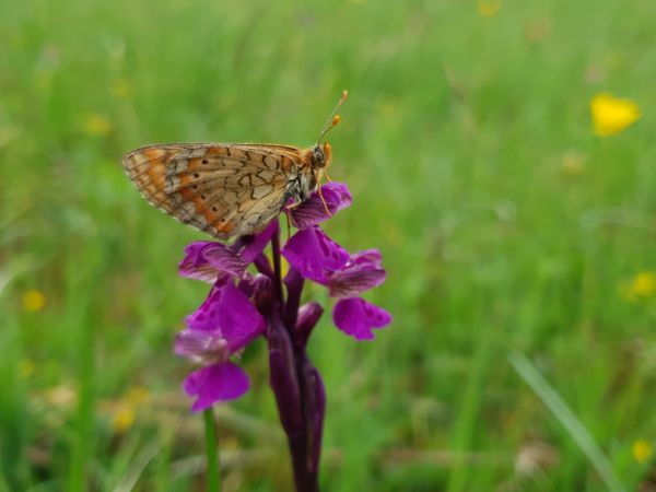 Goldener Scheckenfalter auf Knabenkraut