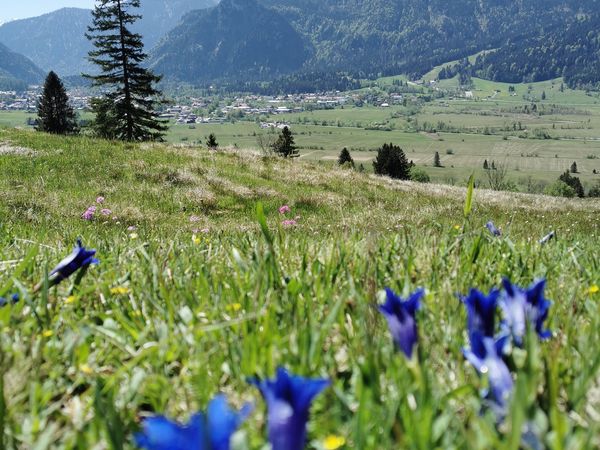 Enziane blühen im Wiesmahd