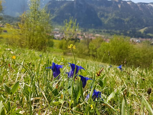 Der Enzian blüht im Ammertal