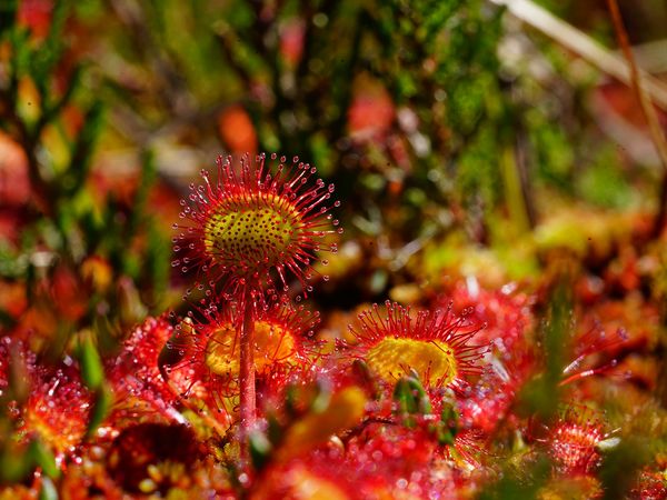 Rundblättriger Sonnentau
