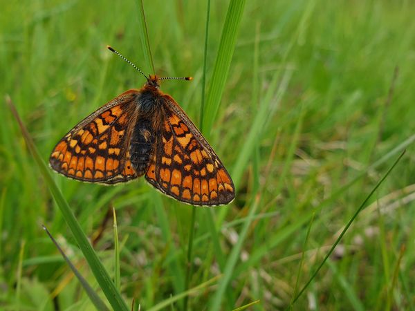 Goldener Scheckenfalter